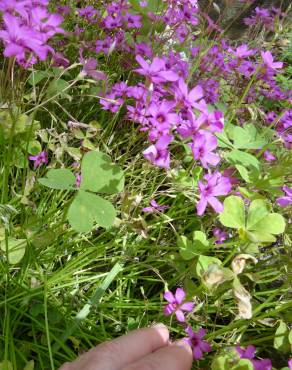 Fotografia 6 da espécie Oxalis latifolia no Jardim Botânico UTAD