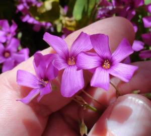 Fotografia da espécie Oxalis latifolia