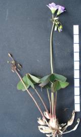 Fotografia da espécie Oxalis latifolia