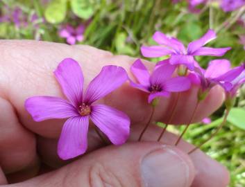 Fotografia da espécie Oxalis latifolia