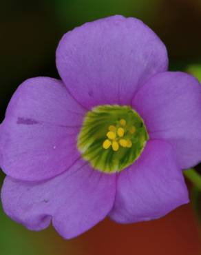 Fotografia 11 da espécie Oxalis latifolia no Jardim Botânico UTAD