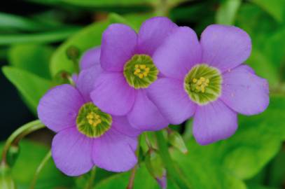 Fotografia da espécie Oxalis latifolia