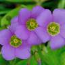 Fotografia 12 da espécie Oxalis latifolia do Jardim Botânico UTAD