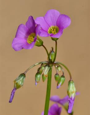 Fotografia 14 da espécie Oxalis latifolia no Jardim Botânico UTAD