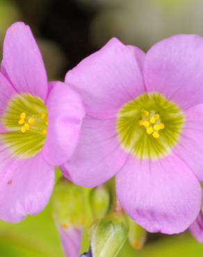 Fotografia 15 da espécie Oxalis latifolia no Jardim Botânico UTAD