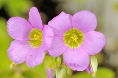 Fotografia da espécie Oxalis latifolia