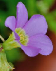 Oxalis latifolia