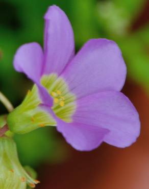 Fotografia 1 da espécie Oxalis latifolia no Jardim Botânico UTAD