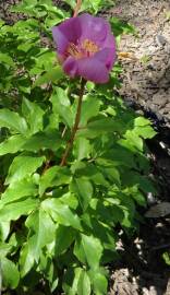 Fotografia da espécie Paeonia broteri