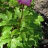 Fotografia 6 da espécie Paeonia broteri do Jardim Botânico UTAD