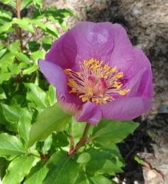 Fotografia da espécie Paeonia broteri