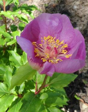 Fotografia 7 da espécie Paeonia broteri no Jardim Botânico UTAD