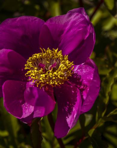 Fotografia de capa Paeonia broteri - do Jardim Botânico