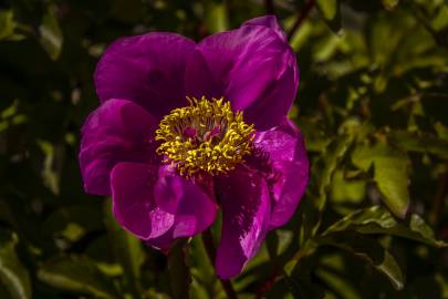 Fotografia da espécie Paeonia broteri