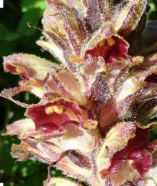 Fotografia da espécie Orobanche gracilis