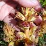 Fotografia 3 da espécie Orobanche gracilis do Jardim Botânico UTAD