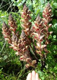 Fotografia da espécie Orobanche gracilis