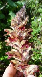 Fotografia da espécie Orobanche gracilis