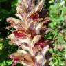 Fotografia 5 da espécie Orobanche gracilis do Jardim Botânico UTAD