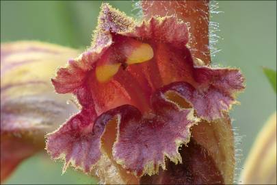 Fotografia da espécie Orobanche gracilis