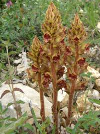 Fotografia da espécie Orobanche gracilis