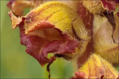 Fotografia da espécie Orobanche gracilis