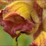 Fotografia 7 da espécie Orobanche gracilis do Jardim Botânico UTAD