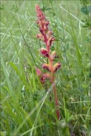 Fotografia da espécie Orobanche gracilis