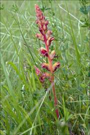 Fotografia da espécie Orobanche gracilis