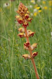 Fotografia da espécie Orobanche gracilis