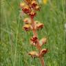 Fotografia 9 da espécie Orobanche gracilis do Jardim Botânico UTAD