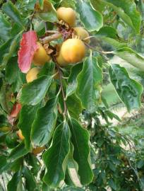 Fotografia da espécie Diospyros kaki