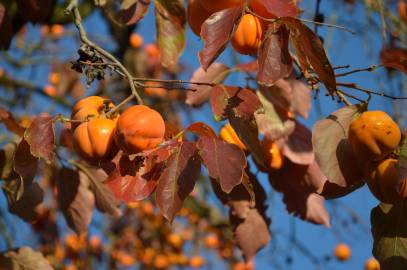 Fotografia da espécie Diospyros kaki