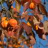 Fotografia 13 da espécie Diospyros kaki do Jardim Botânico UTAD