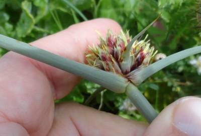 Fotografia da espécie Cyperus capitatus