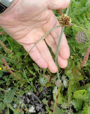 Fotografia 3 da espécie Cyperus capitatus no Jardim Botânico UTAD