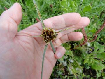 Fotografia da espécie Cyperus capitatus