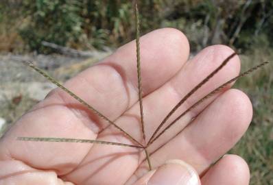 Fotografia da espécie Cynodon dactylon