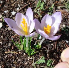 Fotografia da espécie Crocus serotinus subesp. serotinus