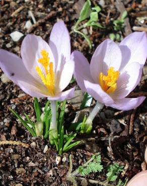 Fotografia 11 da espécie Crocus serotinus subesp. serotinus no Jardim Botânico UTAD