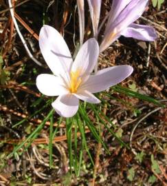 Fotografia da espécie Crocus serotinus subesp. serotinus