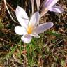 Fotografia 12 da espécie Crocus serotinus subesp. serotinus do Jardim Botânico UTAD