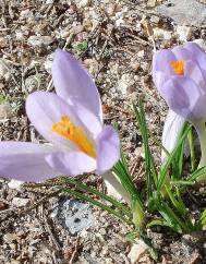 Crocus serotinus subesp. serotinus