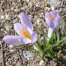 Fotografia da espécie Crocus serotinus subesp. serotinus