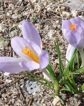 Fotografia 1 da espécie Crocus serotinus subesp. serotinus no Jardim Botânico UTAD