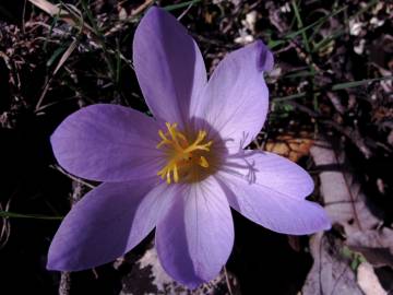 Fotografia da espécie Crocus serotinus subesp. serotinus