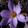 Fotografia 13 da espécie Crocus serotinus subesp. serotinus do Jardim Botânico UTAD