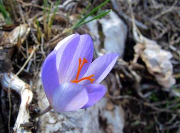 Fotografia da espécie Crocus serotinus subesp. serotinus