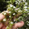 Fotografia 4 da espécie Diosma hirsuta do Jardim Botânico UTAD