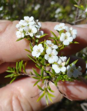 Fotografia 5 da espécie Diosma hirsuta no Jardim Botânico UTAD